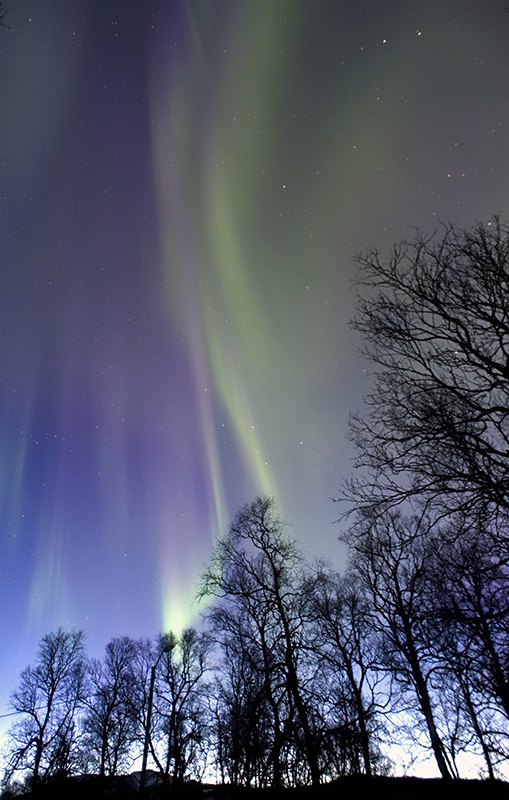 Norwegian Woods