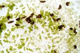 Some water bears eat microscopic animals, while others consume algae.