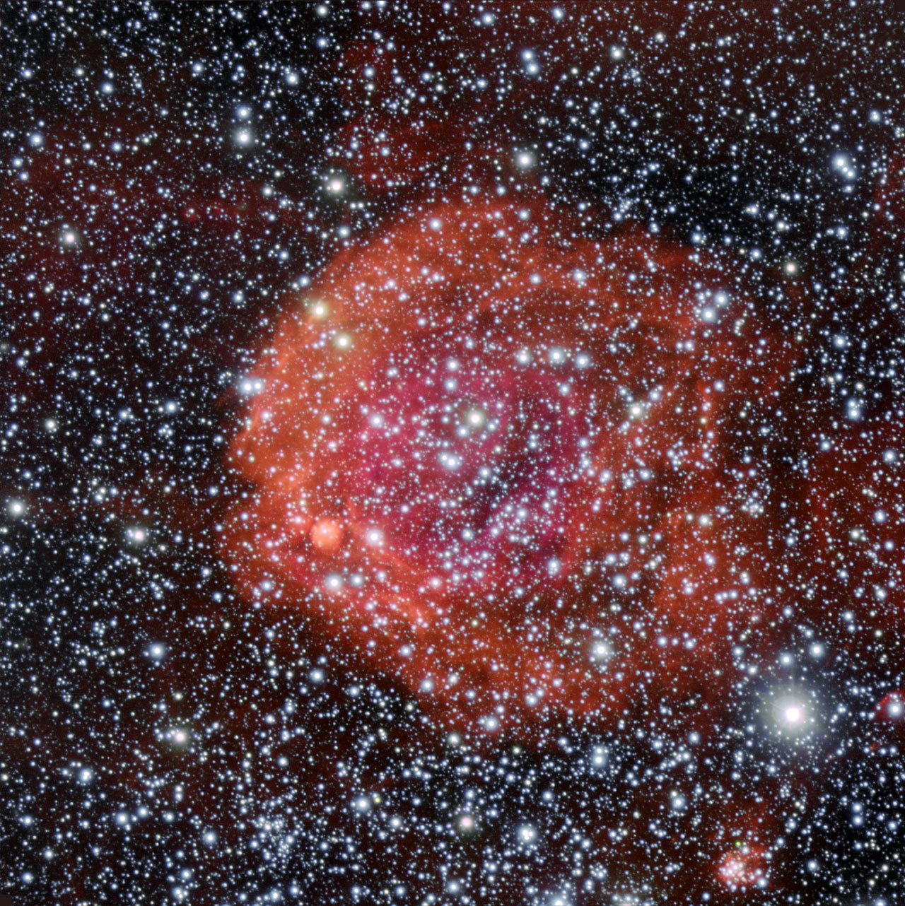 Rose Red Stars