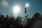 Artist's concept of black plants growing on an alien planet orbiting two suns.