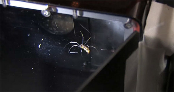 This still from a NASA video shows one of two venemous golden orb spiders in an enclosure on the International Space Station. The spiders, Gladys and Esmerelda, were delivered to the station by NASA's shuttle Endeavour during the STS-134 mission in May 2011.