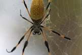 <b>Monday, October 31, 2011</b>: Happy Halloween from SPACE.com! This spider, a female Nephila clavipes (golden orb spider), shown here in her web, is of the same type as two spiders who flew to the International Space Station in May 2011. Those two arachnids, dubbed Gladys and Esmeralda by astronaut Cady Coleman, were part of a scientific investigation called Commercial Generic Bioprocessing Apparatus Science Insert-05, or CSI-05, followed by students the world over. Intriguingly, the golden orb spider usually spins a three dimensional, asymmetric web on Earth, but in space they spin more circular webs. <br /><br />— Tom Chao