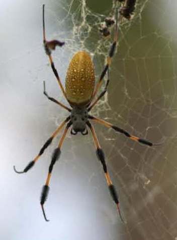 Spider from Mars?