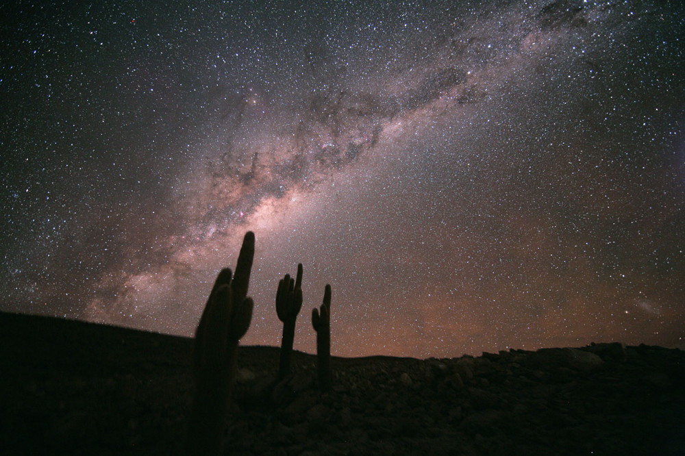 Cacti Under the Milky Way