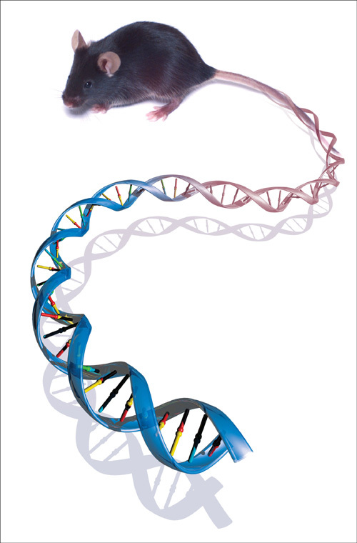 Mouse & DNA. A mouse's tail that transforms into a strand of DNA.