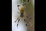A female Nephila clavipes (golden orb spider) in her web.