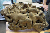 Almost all the meteorites people submit to Randy Korotev turn out to be what he calls “meteorwrongs.” The meteorwrong pictured above is one of his favorites. It is actually a complex nodular concretion, probably composed of chert, and most definitely not extraterrestrial.