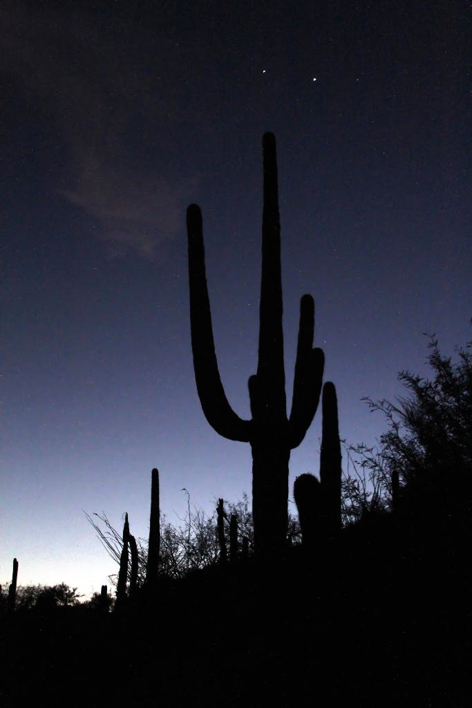 Venus and Jupiter Shining Above Saguaros