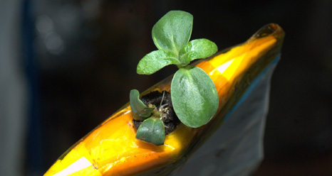 Small Broccoli Sprout Growing Aboard the ISS