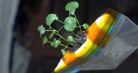Zucchini's Friend, Broccoli