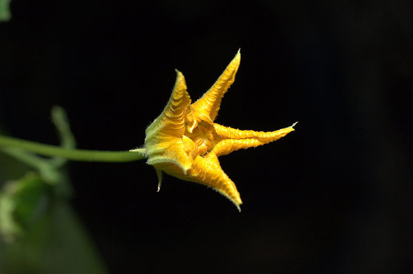 Zucchini Flower Aboard the ISS