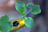 A zucchini sprout grows with four leaves aboard the International Space Station. Image released April 3, 2012.