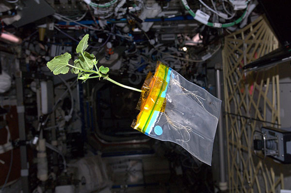 Sex in international space station