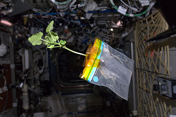 Space Zucchini's Orbital Life and Times Blogged by Astronaut