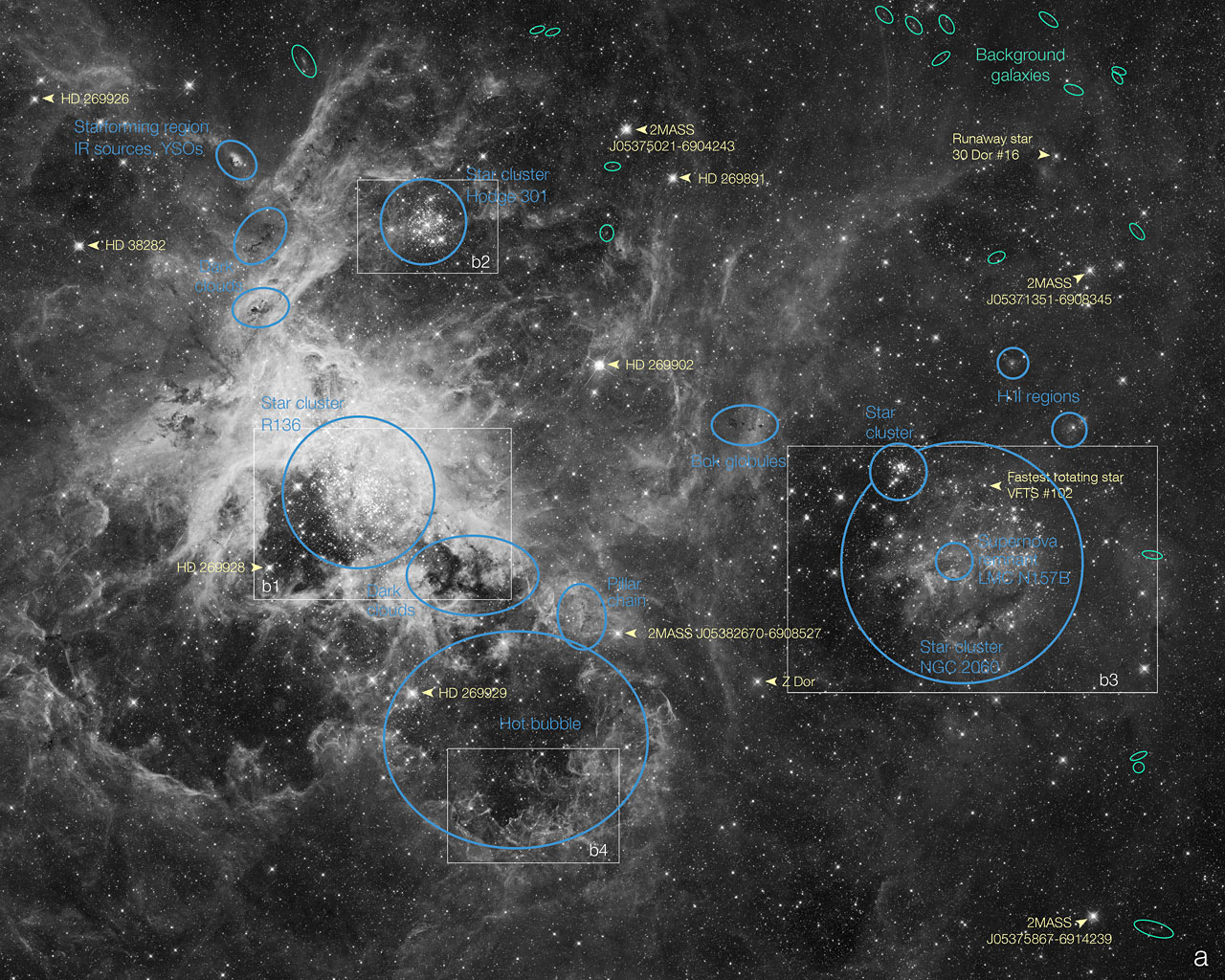 Hubble Telescope's Labeled Look: Tarantula Nebula