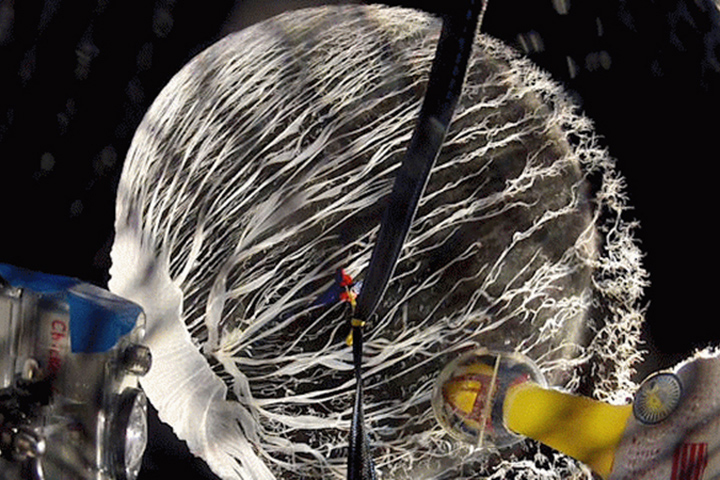 Camilla Corona SDO with Bursting Balloon