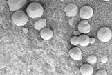 This microscopic image, taken at the outcrop region dubbed “Berry Bowl” near the Mars Exploration Rover Opportunity’s landing site, shows sphere-like grains of hematite — dubbed “blueberries” — that fill Berry Bowl.