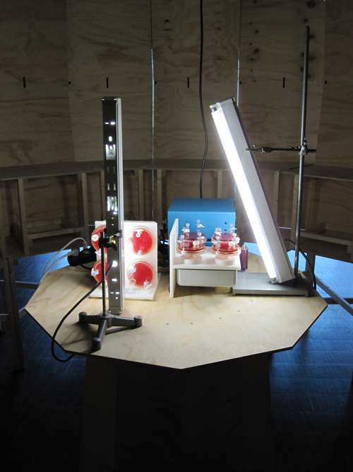 BODYREACTOR, Brussels, 2011