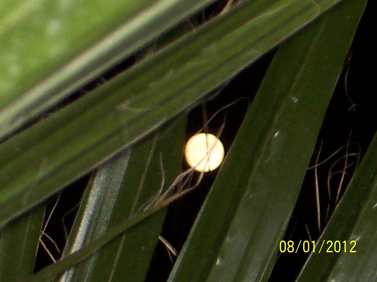 August 2012 Full Moon Seen by Bernadette Flora