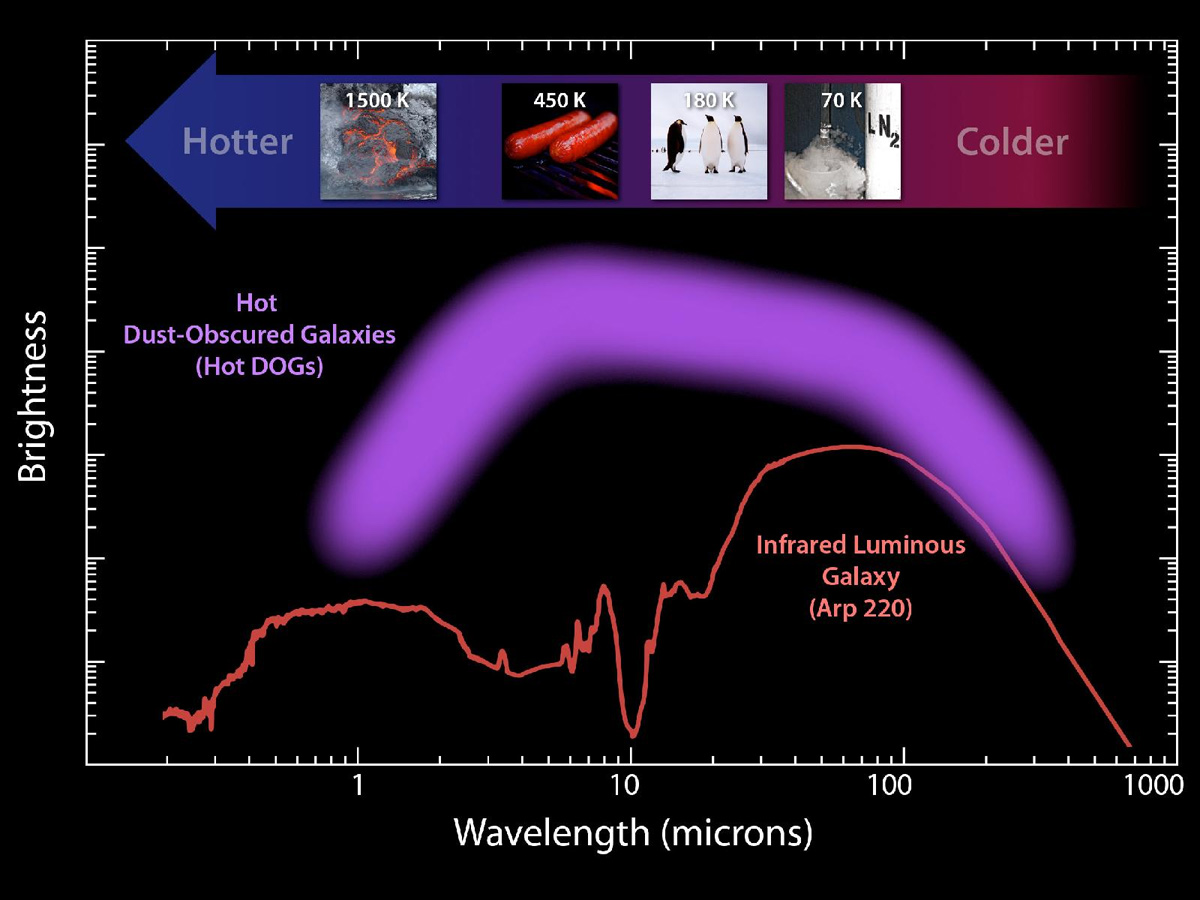 Analyzing Hot DOG Galaxies