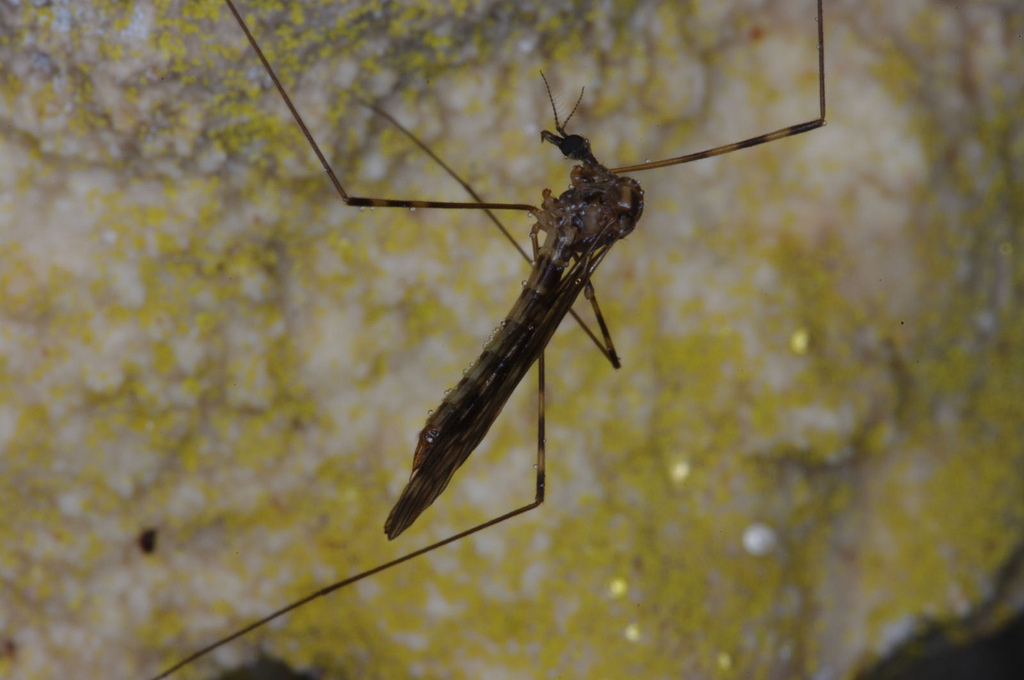 Macro Photograph of Insect