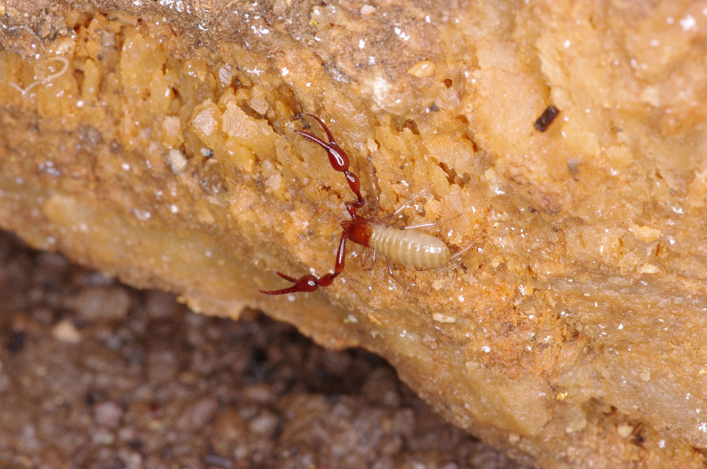 Macro Photograph of Cave Insect