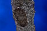This meteorite was also part of the large Gibeon meteorite shower that rained rocks onto what is now Namibia thousands of years ago. This one can call to mind the gapping mouth of Edvard Munch’s painting "The Scream."