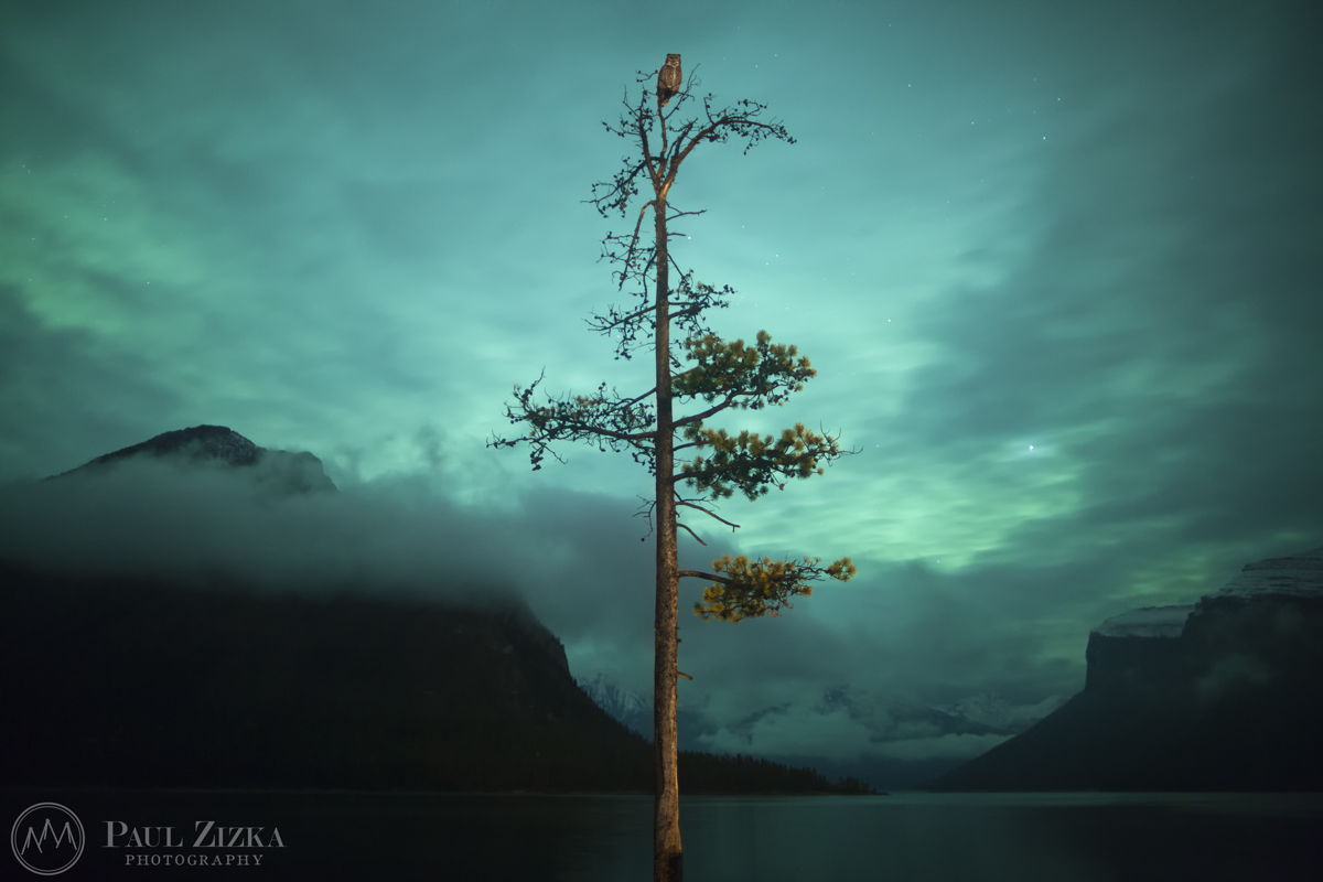 The Owl and the Tree
