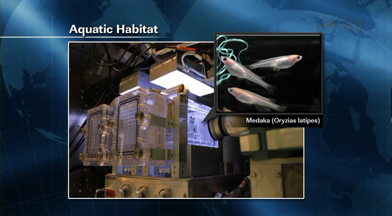 Fish in Space: Aquatic Crew of Expedition 33