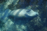 A Florida Manatee rests underwater in Three Sisters Springs in Crystal River, Fla.