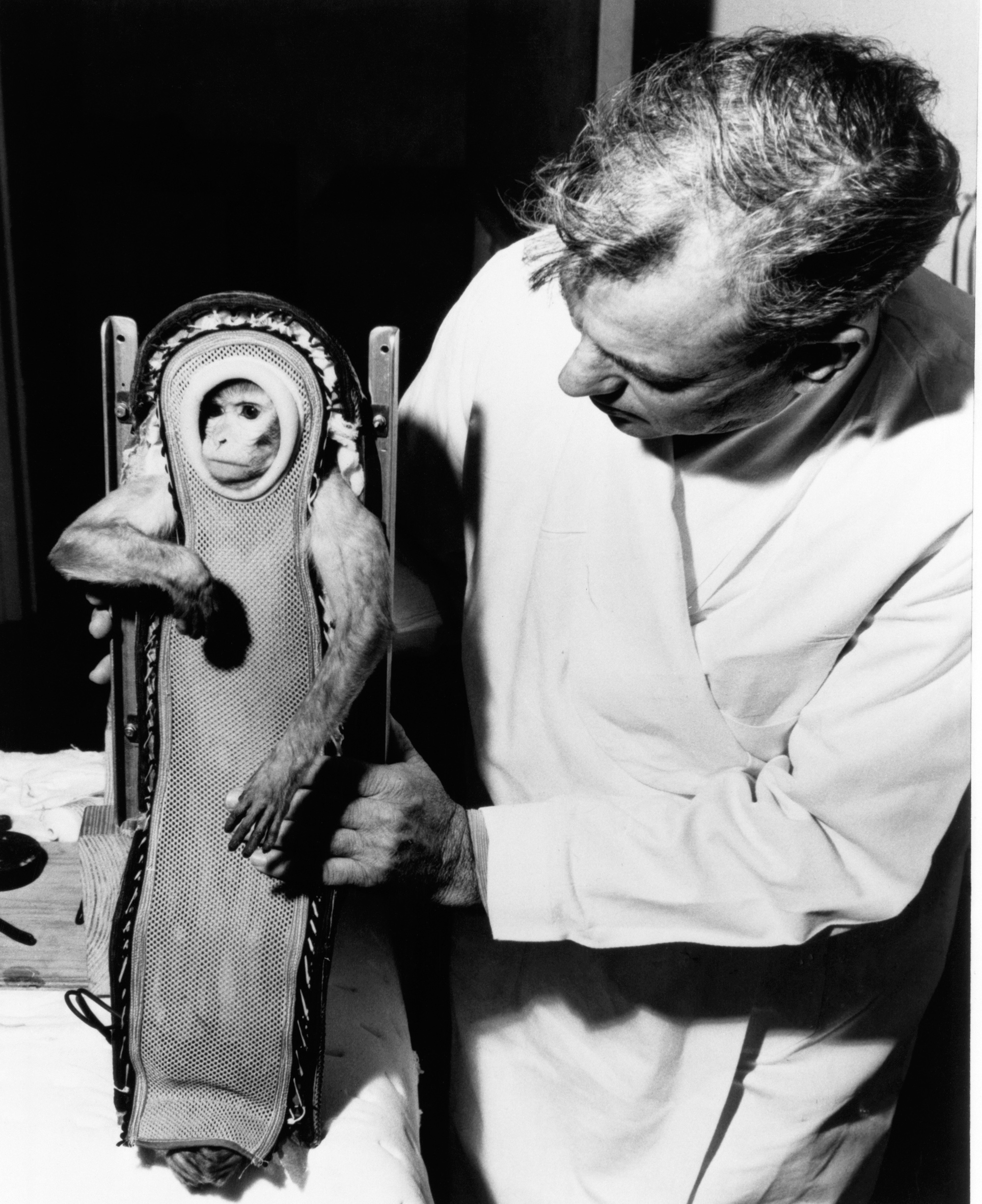 Sam the Monkey Astronaut