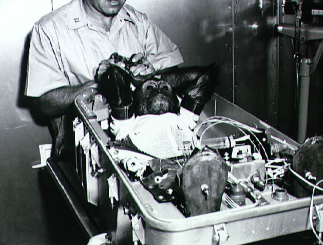 Enos the Chimp Before His Orbital Flight