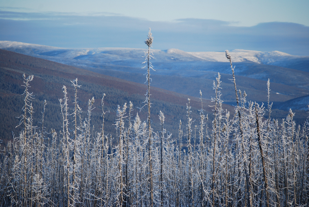 View From Poker Flats, Alaska
