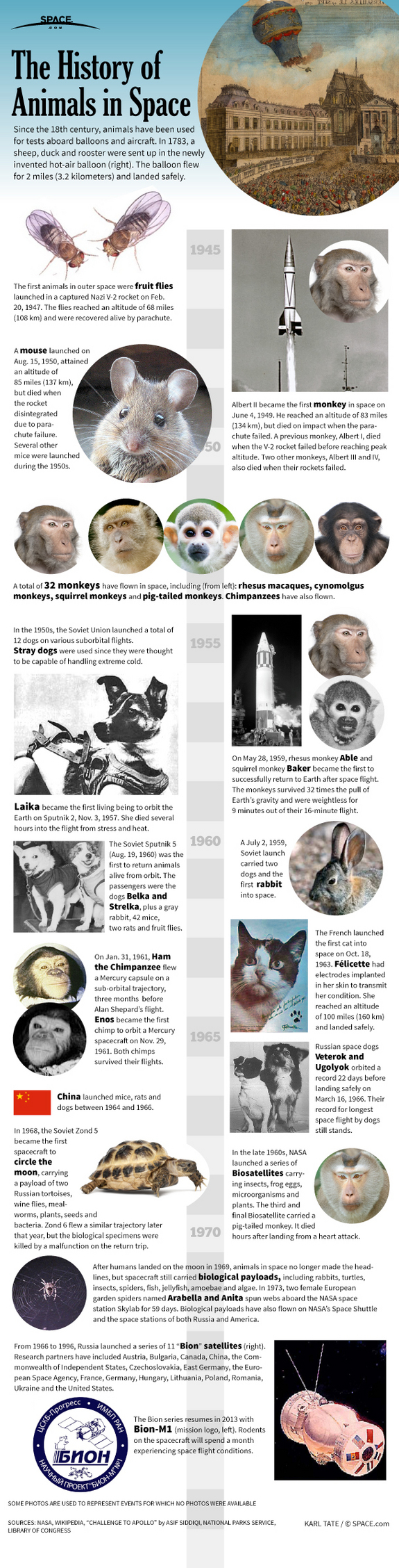 Find out about the history of animals used for testing in space flight, in this SPACE.com infographic.