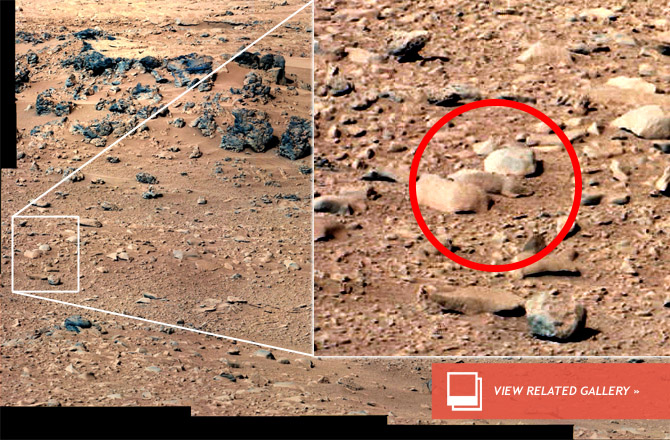 Rat on Mars