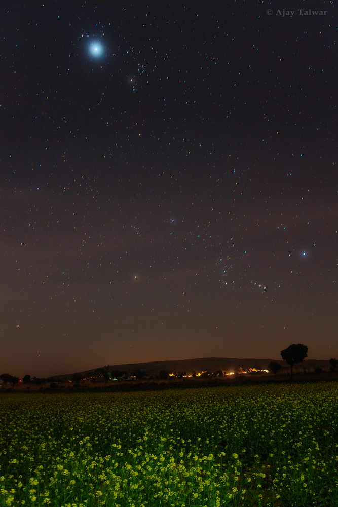 Orion Shines Over Green Mustard Fields in India