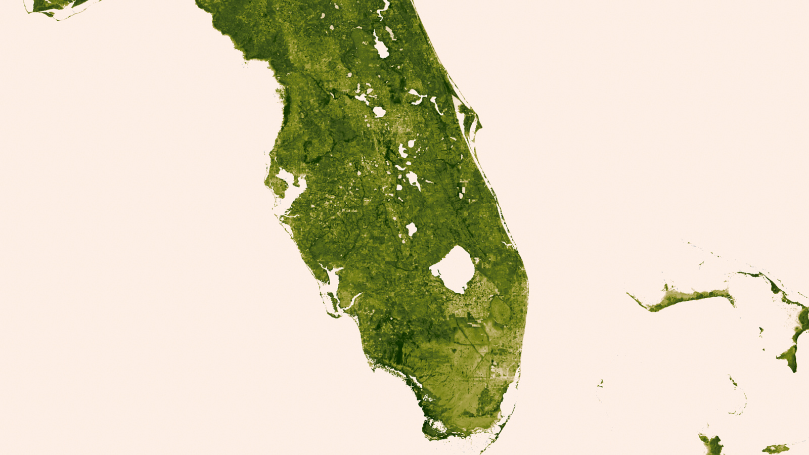 Herbal Earth: Florida Everglades
