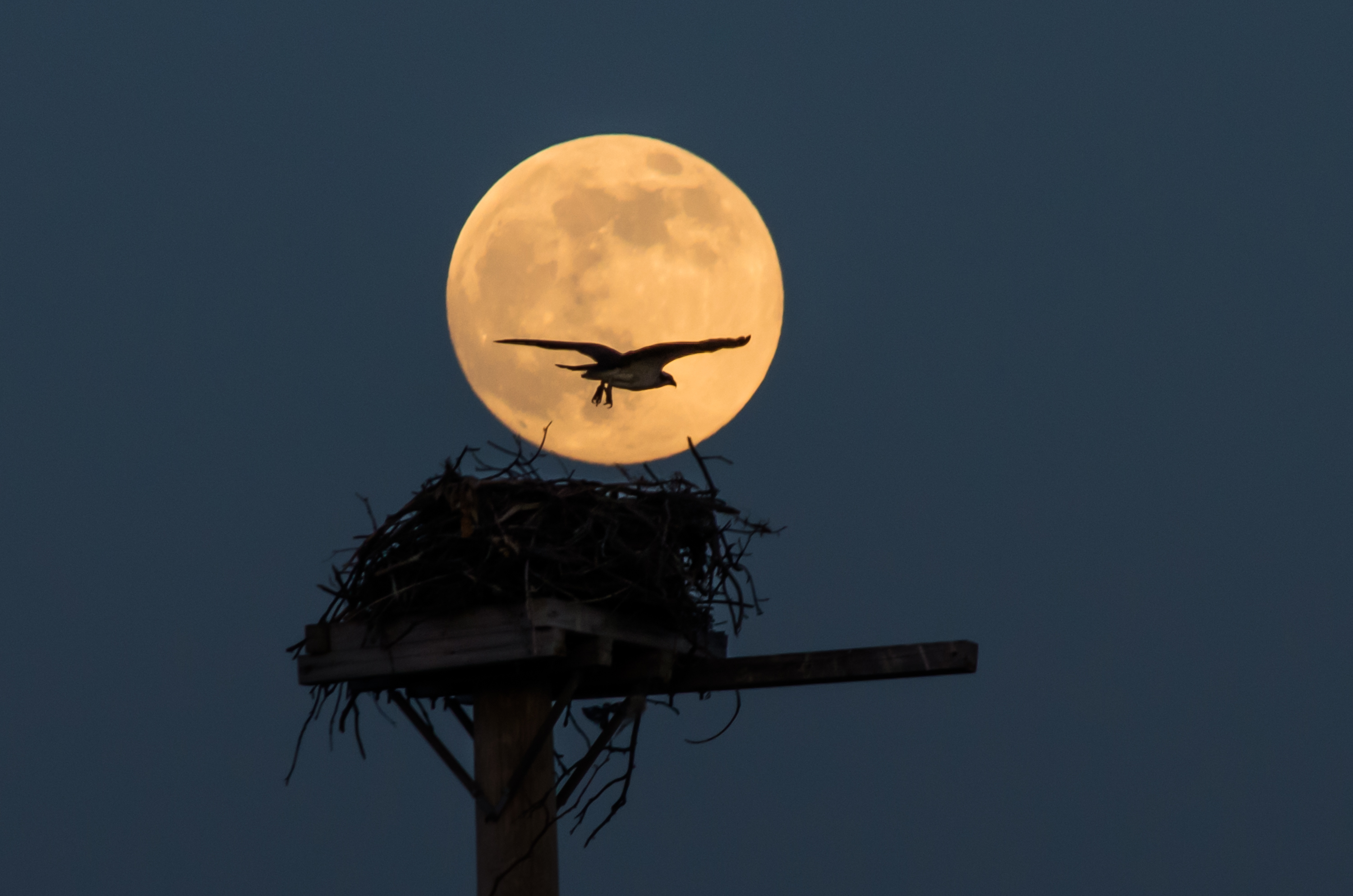 Supermoon Rises Over Chesapeake Bay Beach