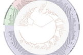 Life on Earth has a huge variety of forms and functions. This phylogenetic tree of life shows the relationship between species whose genomes had been sequenced as of 2006. The center represents the last universal ancestor of all life on Earth. The different colors represent the three domains of life: pink represents eukayota (animals, plants and fungi); blue represents bacteria; and green represents archaea.