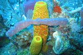 Another form of life: sponges. The variety of sponges seen here includes the yellow tube sponge (Aplysina fistularis), the purple vase sponge (Niphates digitalis), the red encrusting sponge (Spiratrella coccinea) and the gray rope sponge (Callyspongia).