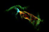 Astronomers using the Atacama Large Millimeter/submillimeter Array (ALMA) have obtained a vivid close-up view of material streaming away from a newborn star. By looking at the glow coming from carbon monoxide molecules in an object called Herbig-Haro 46/47 they have discovered that its jets are even more energetic than previously thought. In these observations from ALMA the colours shown represent the motions of the material: the blue parts at the left are a jet approaching the Earth (blueshifted) and the larger jet on the right is receding (redshifted).