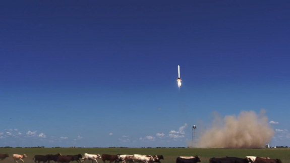 The reusable Grasshopper rocket built by SpaceX flies on an Aug. 14, 2013 test flight, apparently spooking a herd of cows near the McGregor, Texas, rocket proving grounds.