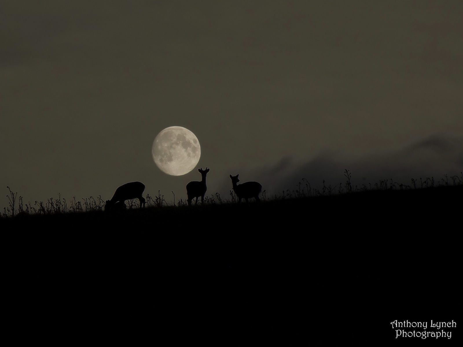 Deer Under Harvest Moon
