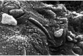 The famous Martian meteorite ALH 84001 contains a "fossil" that was ruled out as life because of its small size; however, it could still be an autocell — a precursor to life.