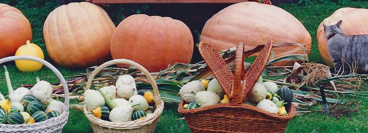 The Raw Materials for 'Astropumpkins'