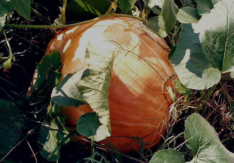 A Pumpkin Awaits Carving