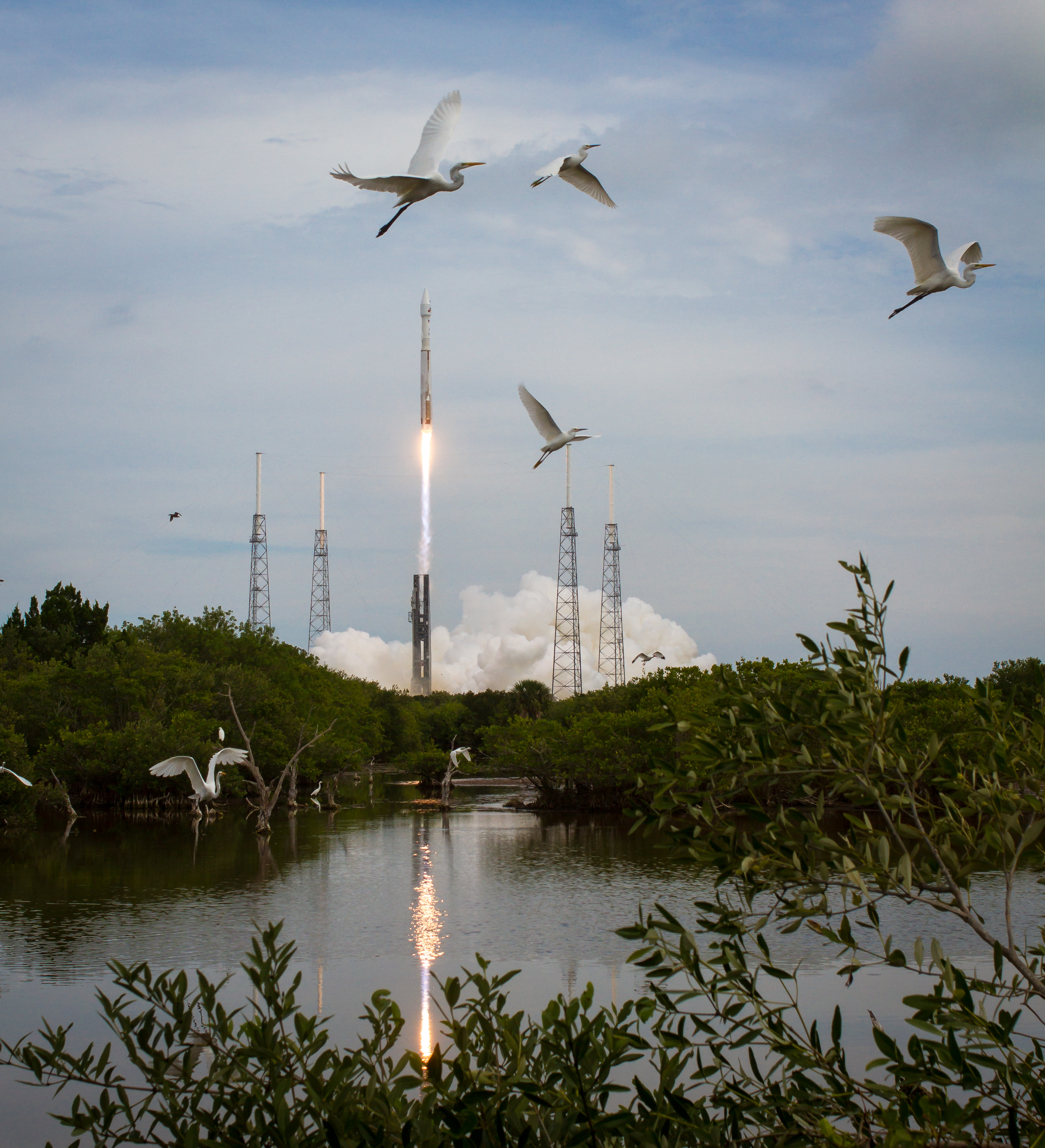 Atlas V and MAVEN Launch: Winged Spectators