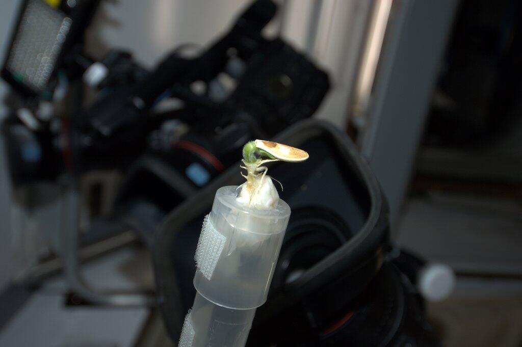 Mike Hopkins on ISS: Sprout Tries to Break Out of Shell