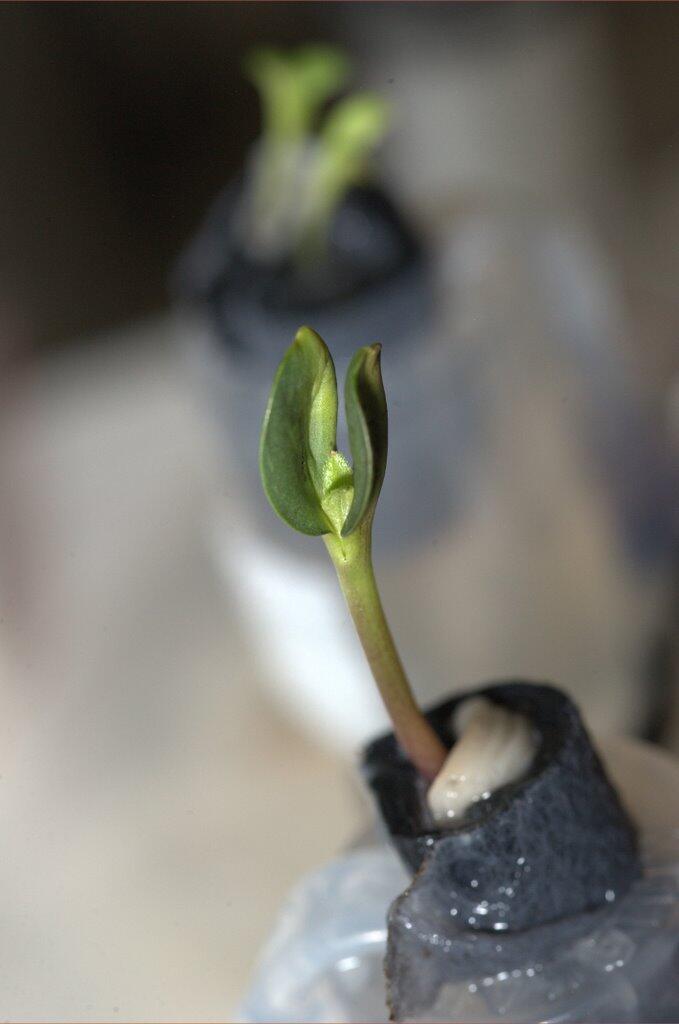 Mike Hopkins on ISS: Sunflower Breaks Free of Shell