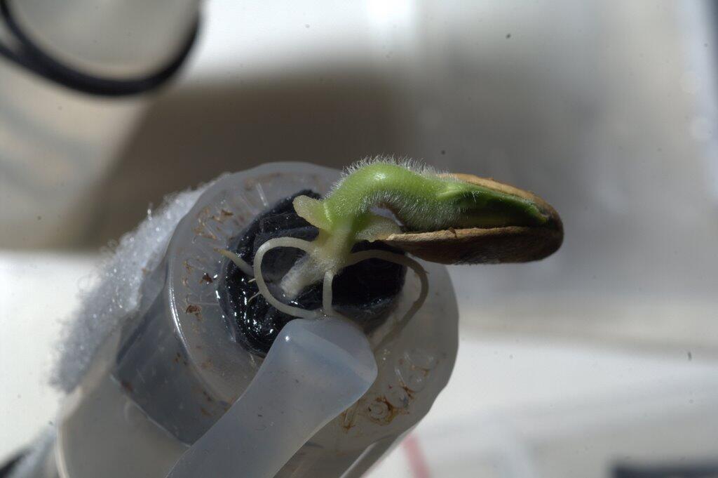 New Pumpkin Grows Aboard ISS